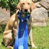 RetrieverTraining.Net - the RTF. 1.4M posts 32.1K members Since 2003 A forum community dedicated to retriever owners and enthusiasts. Come join the discussion about breeding, training, health, behavior, housing, adopting, care, classifieds, and more! Show Less . Full Forum ...